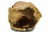 Polished Petrified Wood Limb Section - McDermitt, Oregon #382239-1